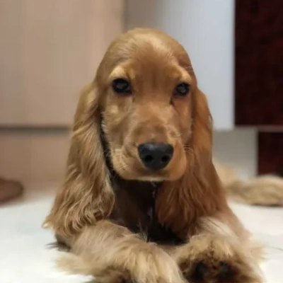 Cocker Spaniel puppies for sale in Ajmer