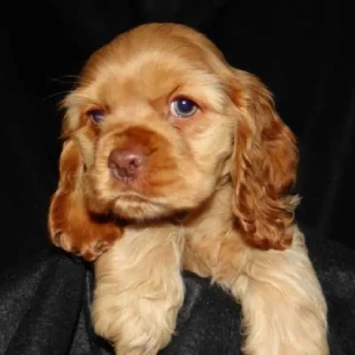 Cocker Spaniel puppies for sale in Ajmer