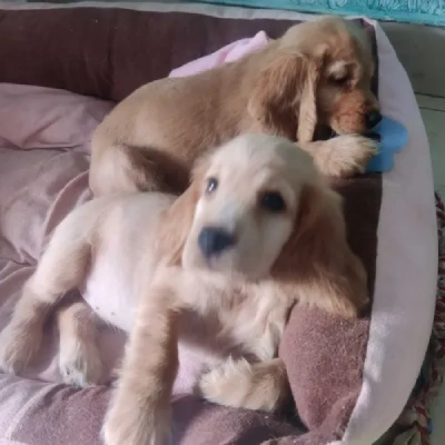 Cocker Spaniel puppies for sale in Ajmer
