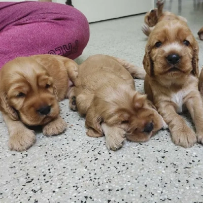 Cocker Spaniel puppies for sale in Ajmer