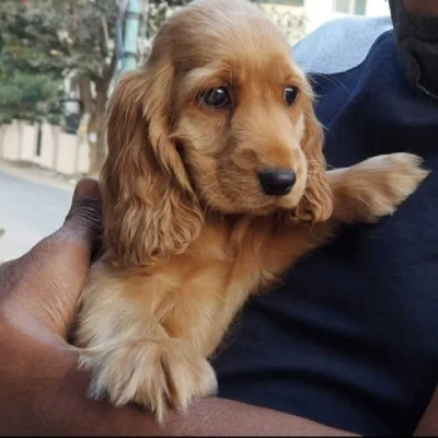 Cocker Spaniel puppies for sale in Ajmer