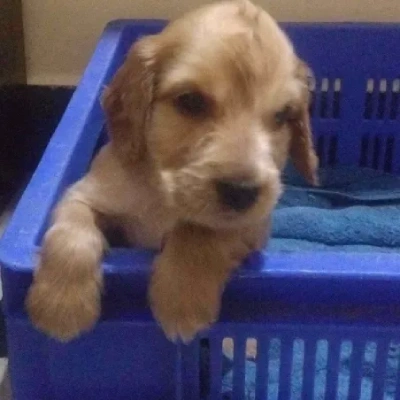 Cocker Spaniel puppies for sale in Ajmer