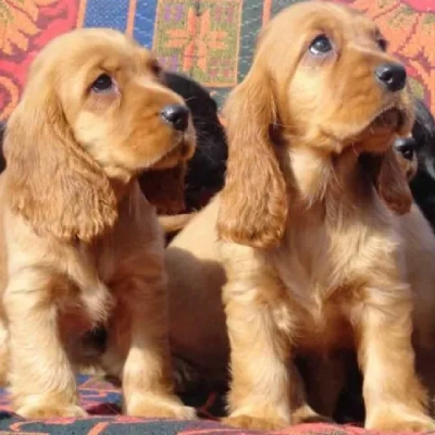 Cocker Spaniel puppies for sale in Ajmer