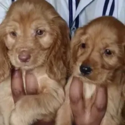 Cocker Spaniel puppies for sale in Ajmer