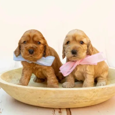 Cocker Spaniel puppies for sale in Ajmer