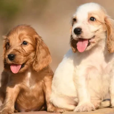 Cocker Spaniel puppies for sale in Ajmer