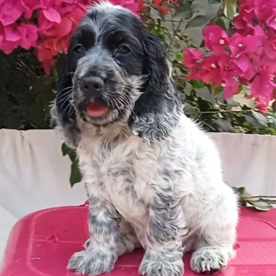 Cocker Spaniel puppies for sale in Ajmer
