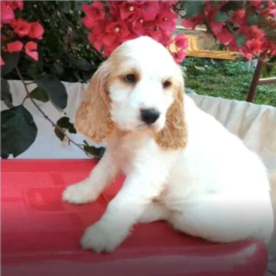 Cocker Spaniel puppies for sale in Ajmer