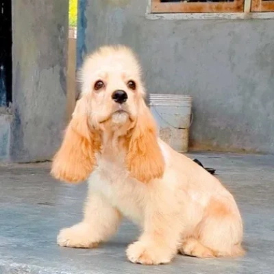 Cocker Spaniel puppies for sale in Ajmer