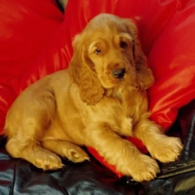 Cocker Spaniel puppies for sale in Ajmer