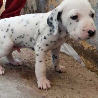 Dalmatian puppies for sale in Ajmer