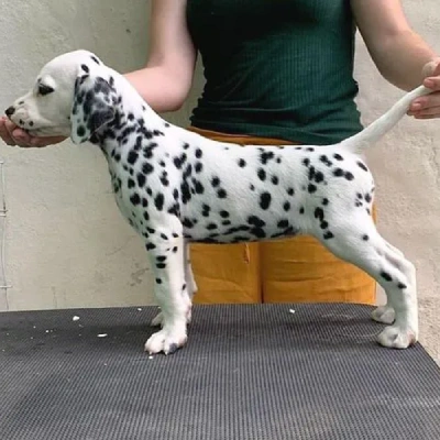 Dalmatian puppies for sale in Ajmer