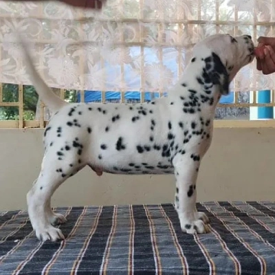 Dalmatian puppies for sale in Ajmer
