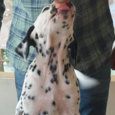 Dalmatian puppies for sale in Ajmer