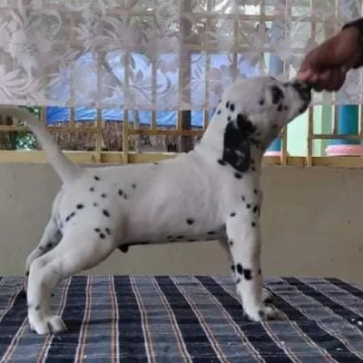 Dalmatian puppies for sale in Ajmer