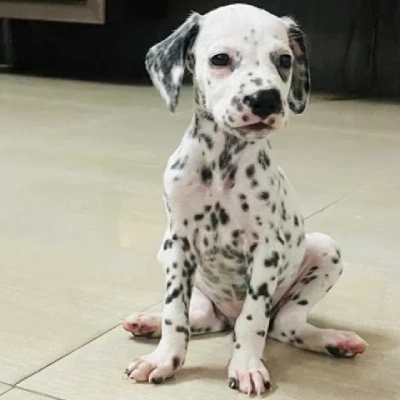 Dalmatian puppies for sale in Ajmer