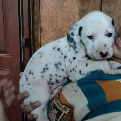 Dalmatian puppies for sale in Ajmer