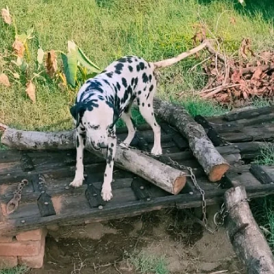 Dalmatian puppies for sale in Ajmer