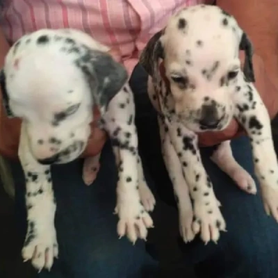 Dalmatian puppies for sale in Ajmer