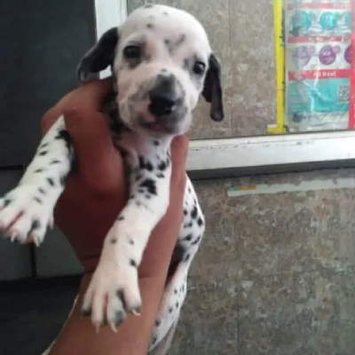 Dalmatian puppies for sale in Ajmer