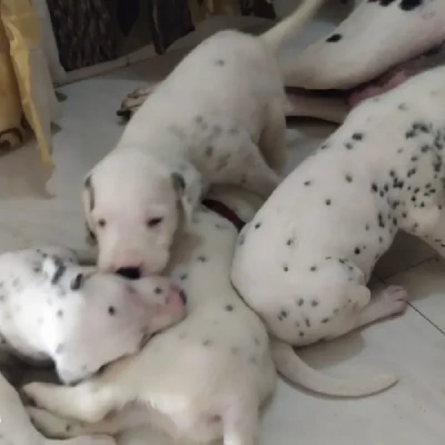 Dalmatian puppies for sale in Ajmer
