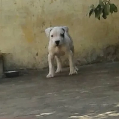 Dogo Argentino puppies for sale in Ajmer