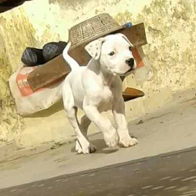 Dogo Argentino puppies for sale in Ajmer