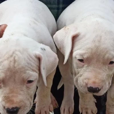 Dogo Argentino puppies for sale in Ajmer