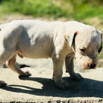 Dogo Argentino puppies for sale in Ajmer