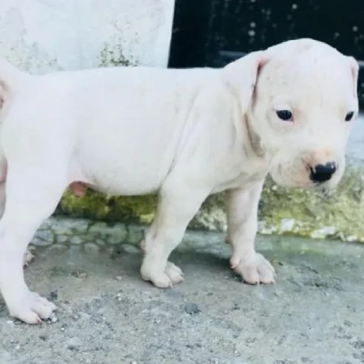 Dogo Argentino puppies for sale in Ajmer