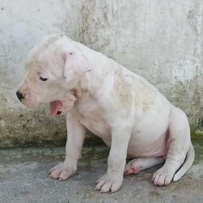 Dogo Argentino puppies for sale in Ajmer