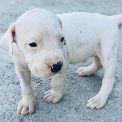 Dogo Argentino puppies for sale in Ajmer