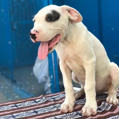 Dogo Argentino puppies for sale in Ajmer
