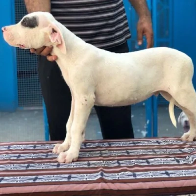 Dogo Argentino puppies for sale in Ajmer