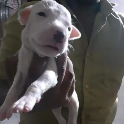 Dogo Argentino puppies for sale in Ajmer
