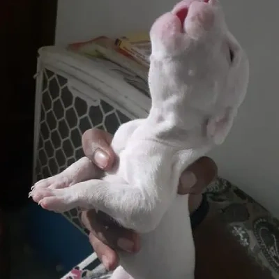 Dogo Argentino puppies for sale in Ajmer