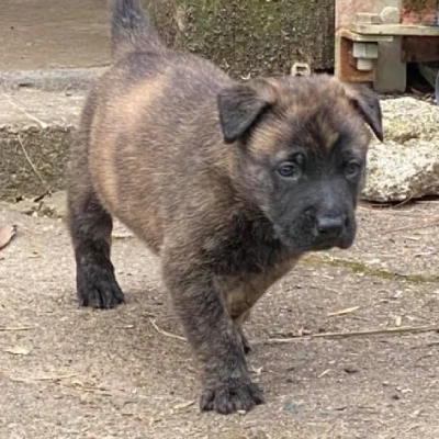 Dutch Shepherd puppies for sale in Ajmer