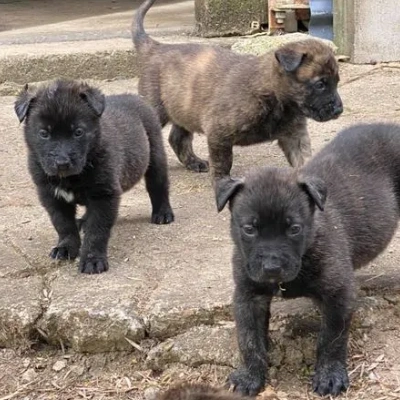 Dutch Shepherd puppies for sale in Ajmer