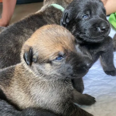 Dutch Shepherd puppies for sale in Ajmer