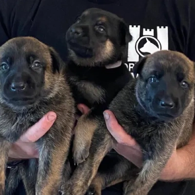 Dutch Shepherd puppies for sale in Ajmer