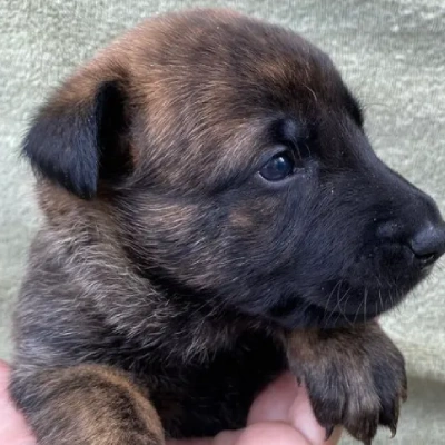 Dutch Shepherd puppies for sale in Ajmer