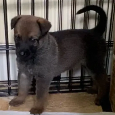 Dutch Shepherd puppies for sale in Ajmer