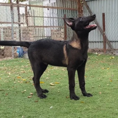 Dutch Shepherd puppies for sale in Ajmer