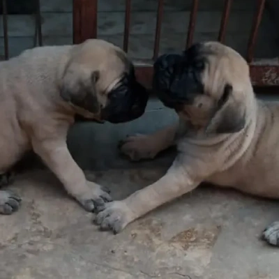 English Mastiff puppies for sale in Ajmer