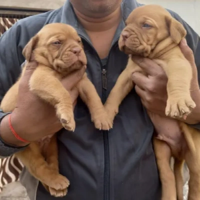 French Mastiff puppies for sale in Ajmer