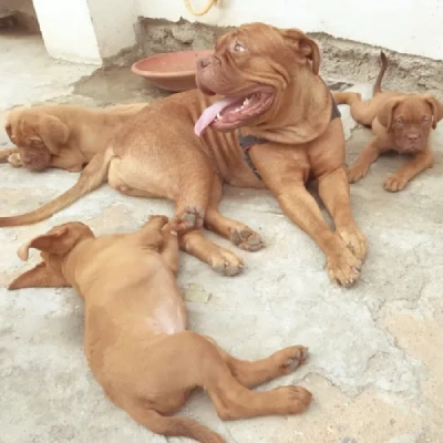 French Mastiff puppies for sale in Ajmer