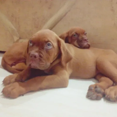 French Mastiff puppies for sale in Ajmer