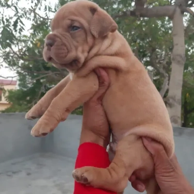 French Mastiff puppies for sale in Ajmer