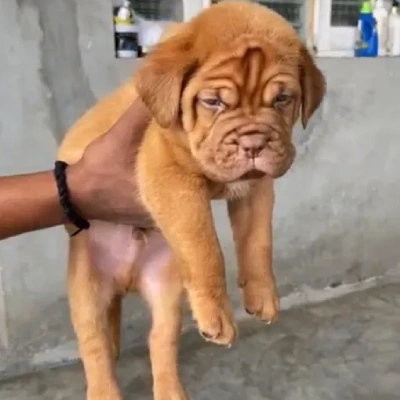 French Mastiff puppies for sale in Ajmer