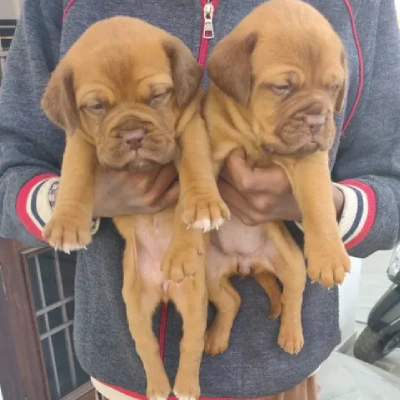 French Mastiff puppies for sale in Ajmer